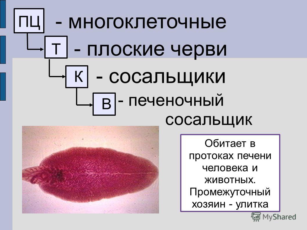 Кракен вход